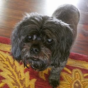 Meet your Posher, Henry